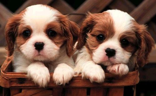 cute golden retriever puppy pics. golden retrievers; right up